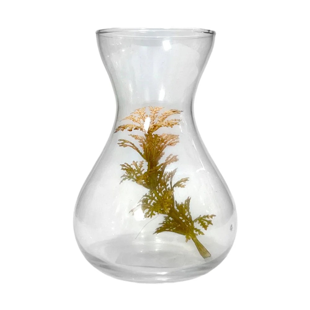 Florero Decorativo Home Elegance de Vidrio / 5.5" x 2.5" / Clear - Image 2